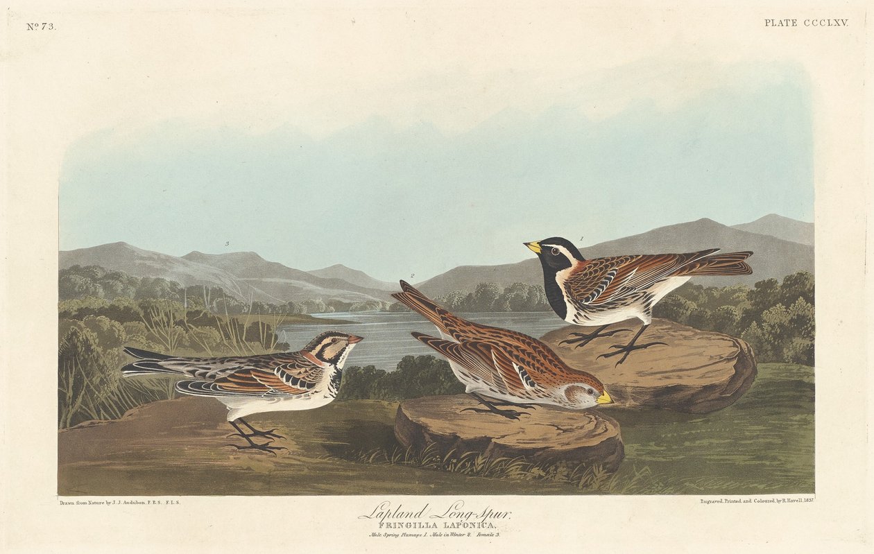 Lappland Longspur, 1837. av Robert Havell