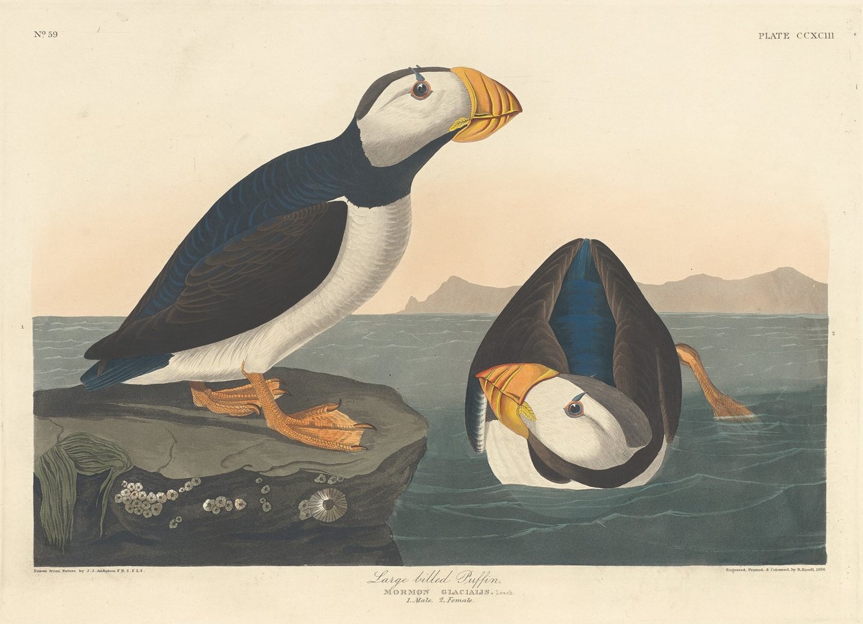 Stornebb lundefugl, 1836. av Robert Havell