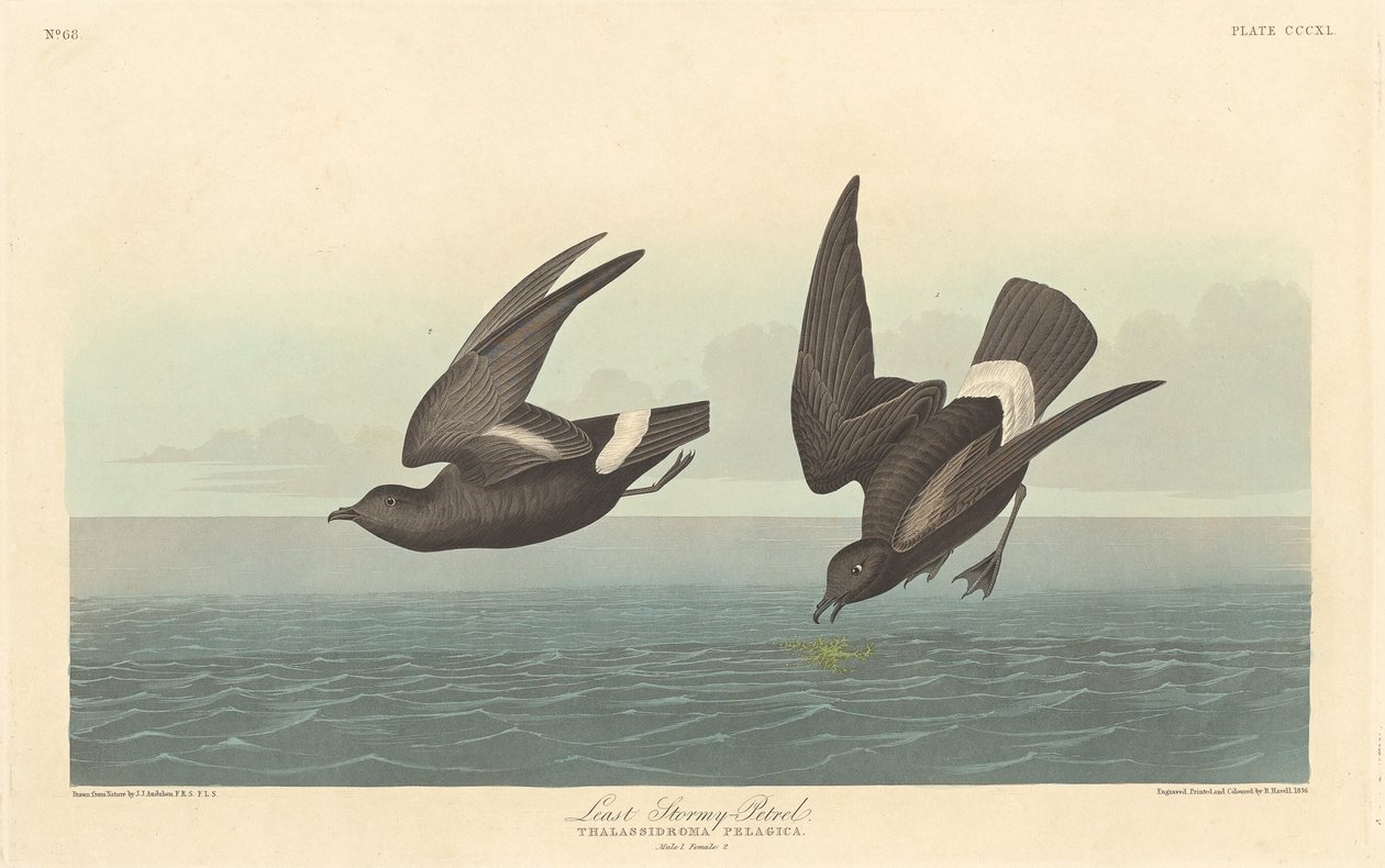 Minst stormfulle petrel, 1836. av Robert Havell