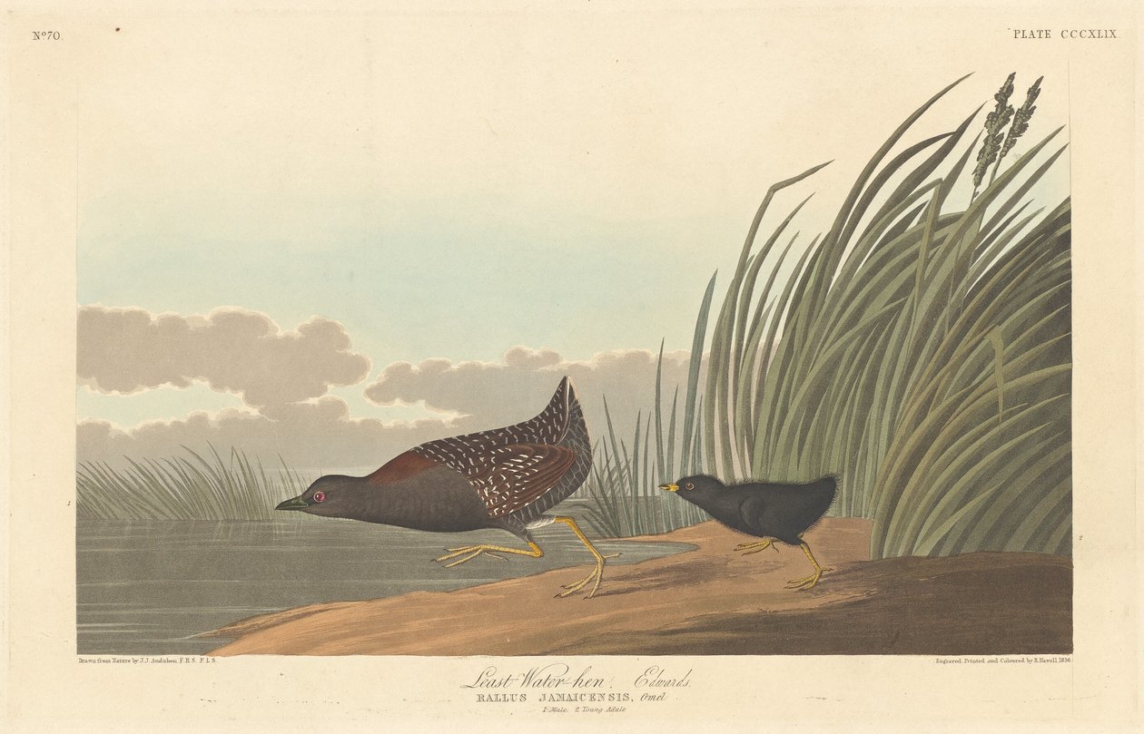 Minste vannhøne, 1836. av Robert Havell