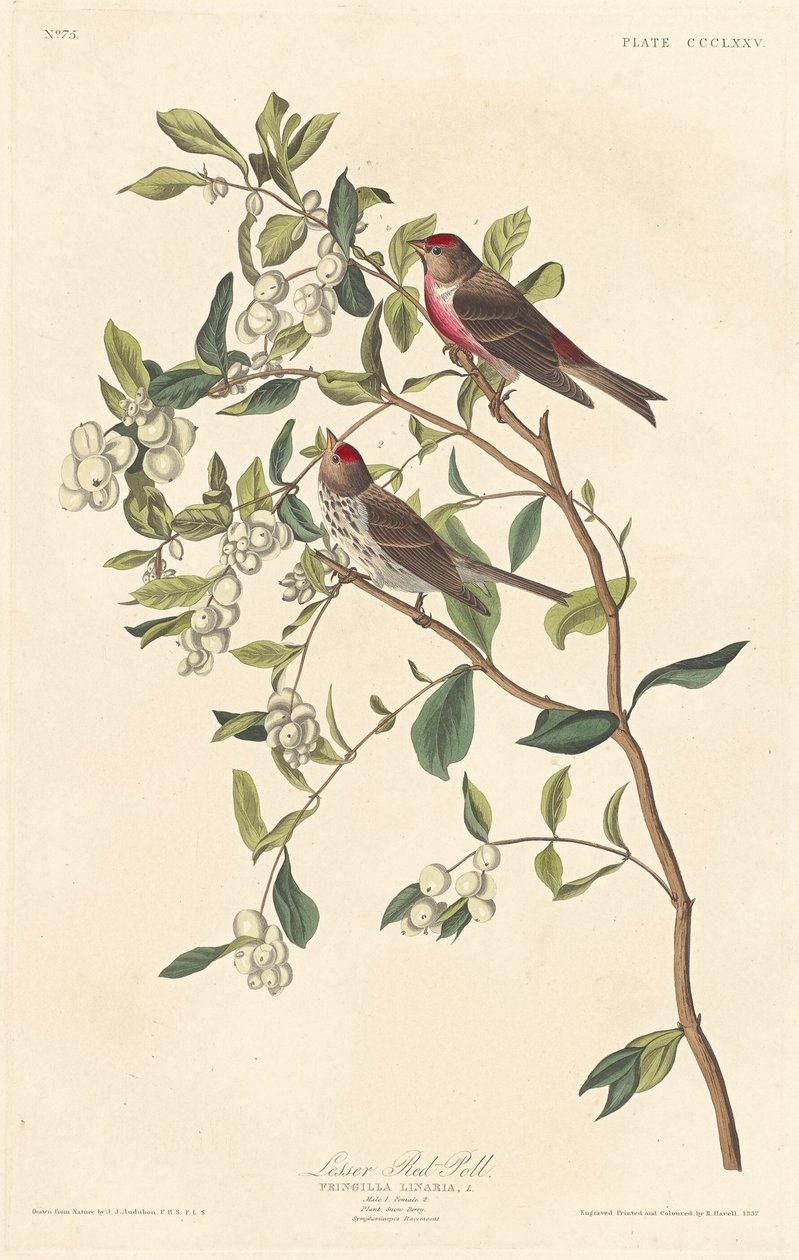 Mindre rød meningsmåling, 1837. av Robert Havell
