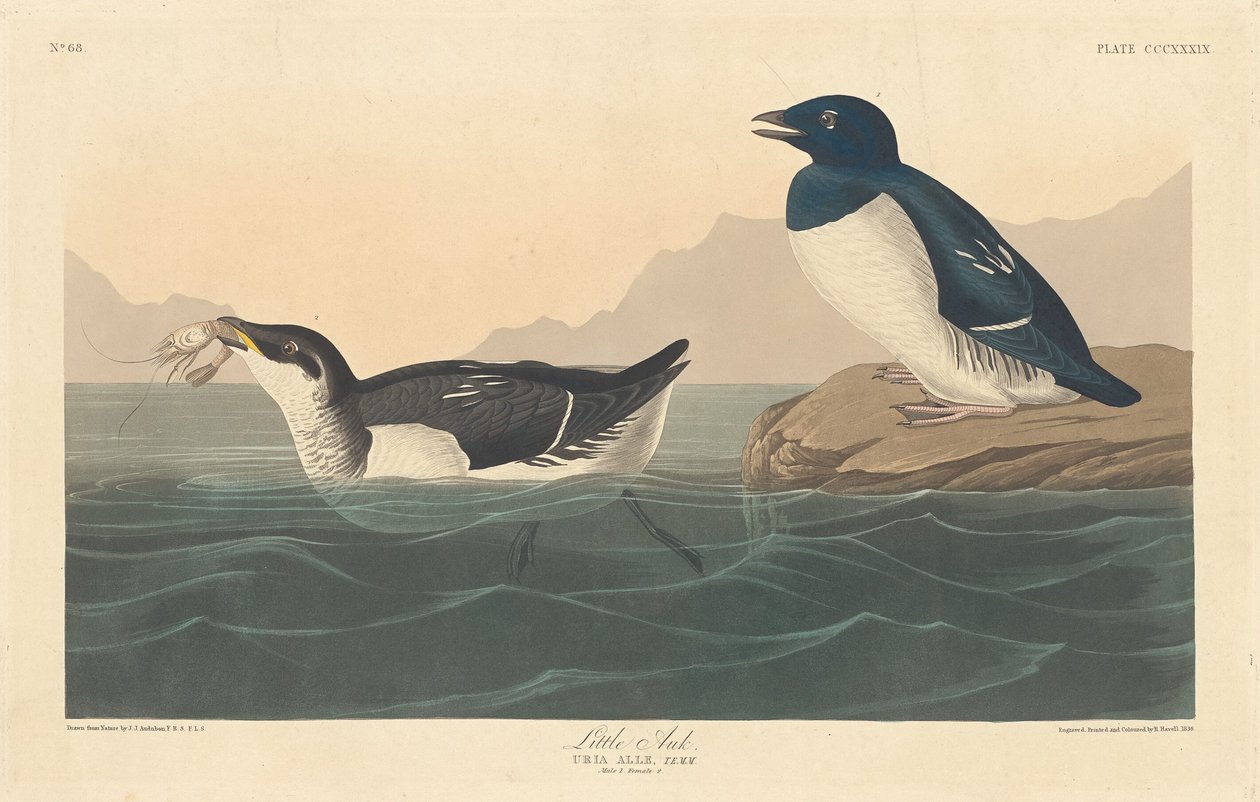 Lilleauk, 1836. av Robert Havell
