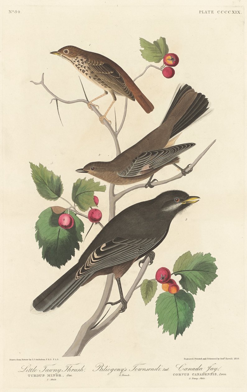 Little Tawny Thrush, 1838. av Robert Havell
