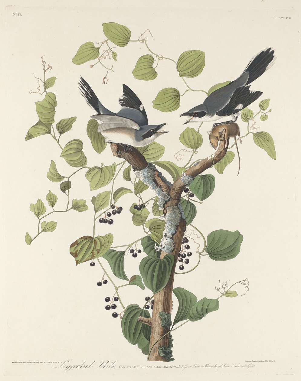 Loggerhead Shrike, 1829. av Robert Havell