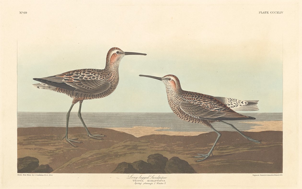 Langbeint sandpiper, 1836. av Robert Havell