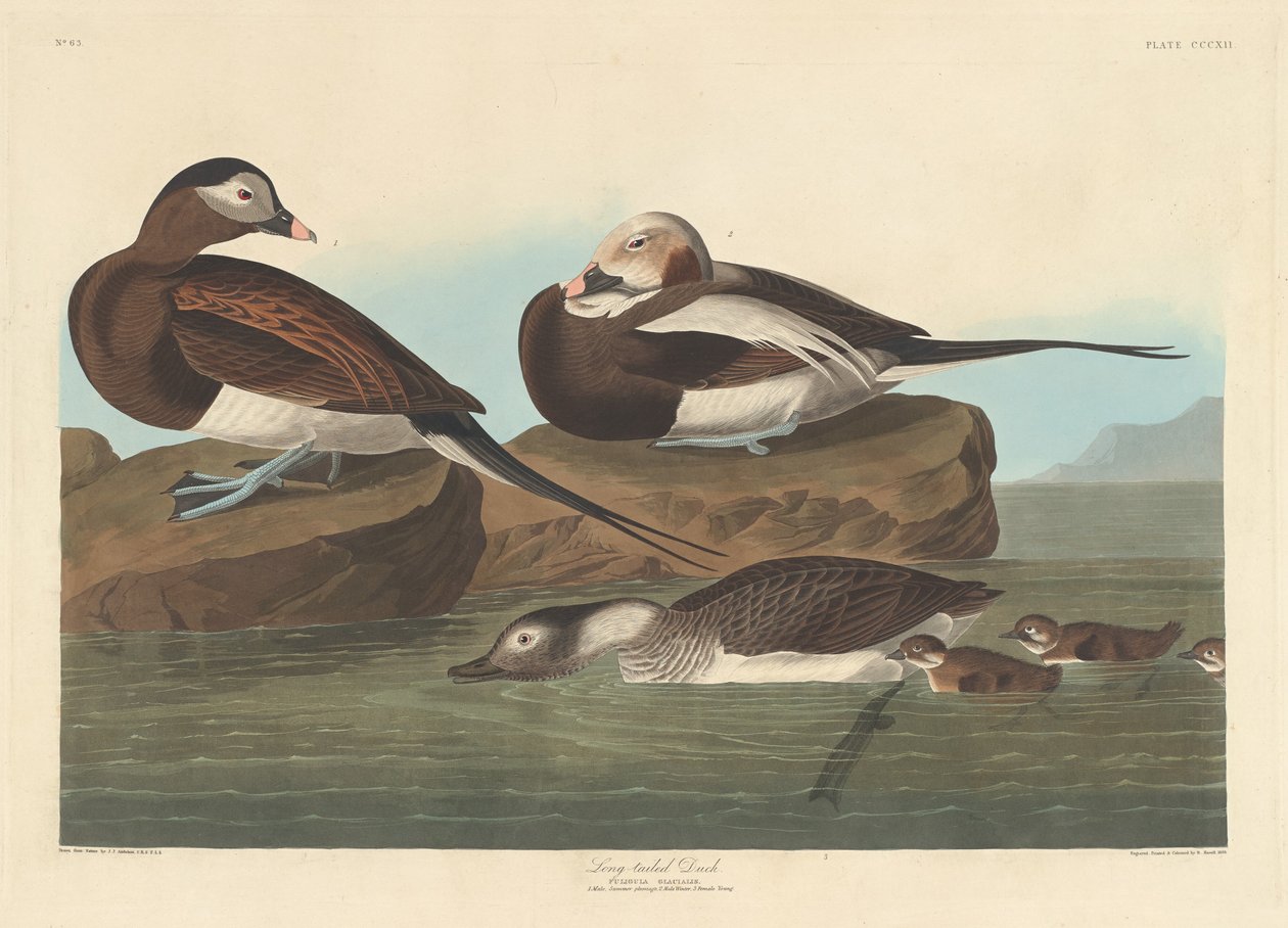 Langhaleand, 1836. av Robert Havell