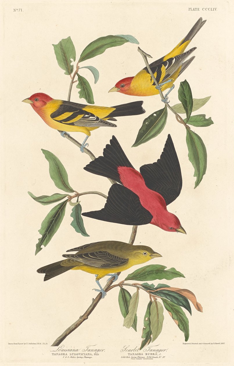 Louisiana Tanager og Scarlet Tanager, 1837. av Robert Havell