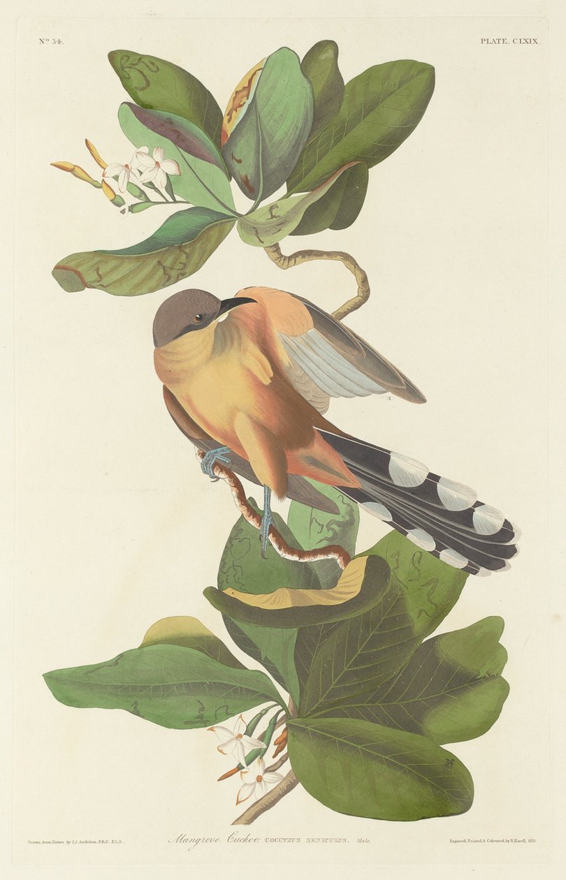 Mangrove gjøk, 1833. av Robert Havell