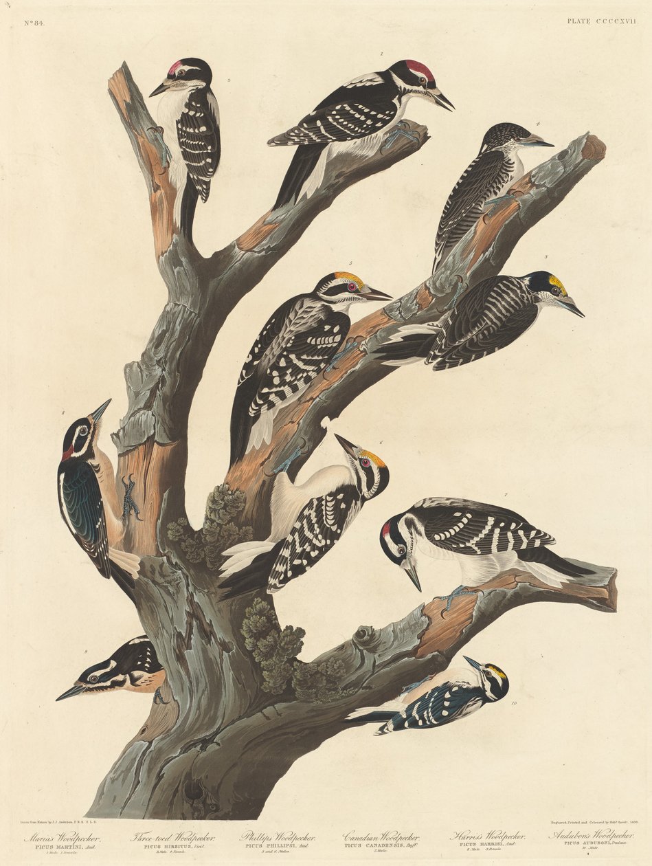 Marias spett, 1838. av Robert Havell