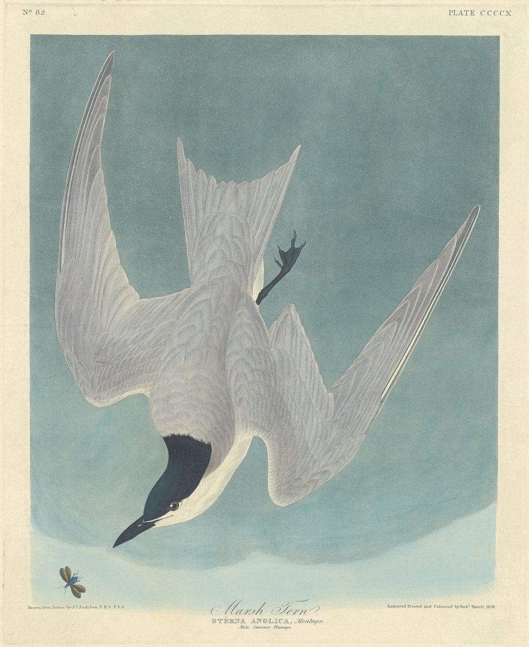 Marsh Tern, 1838. av Robert Havell