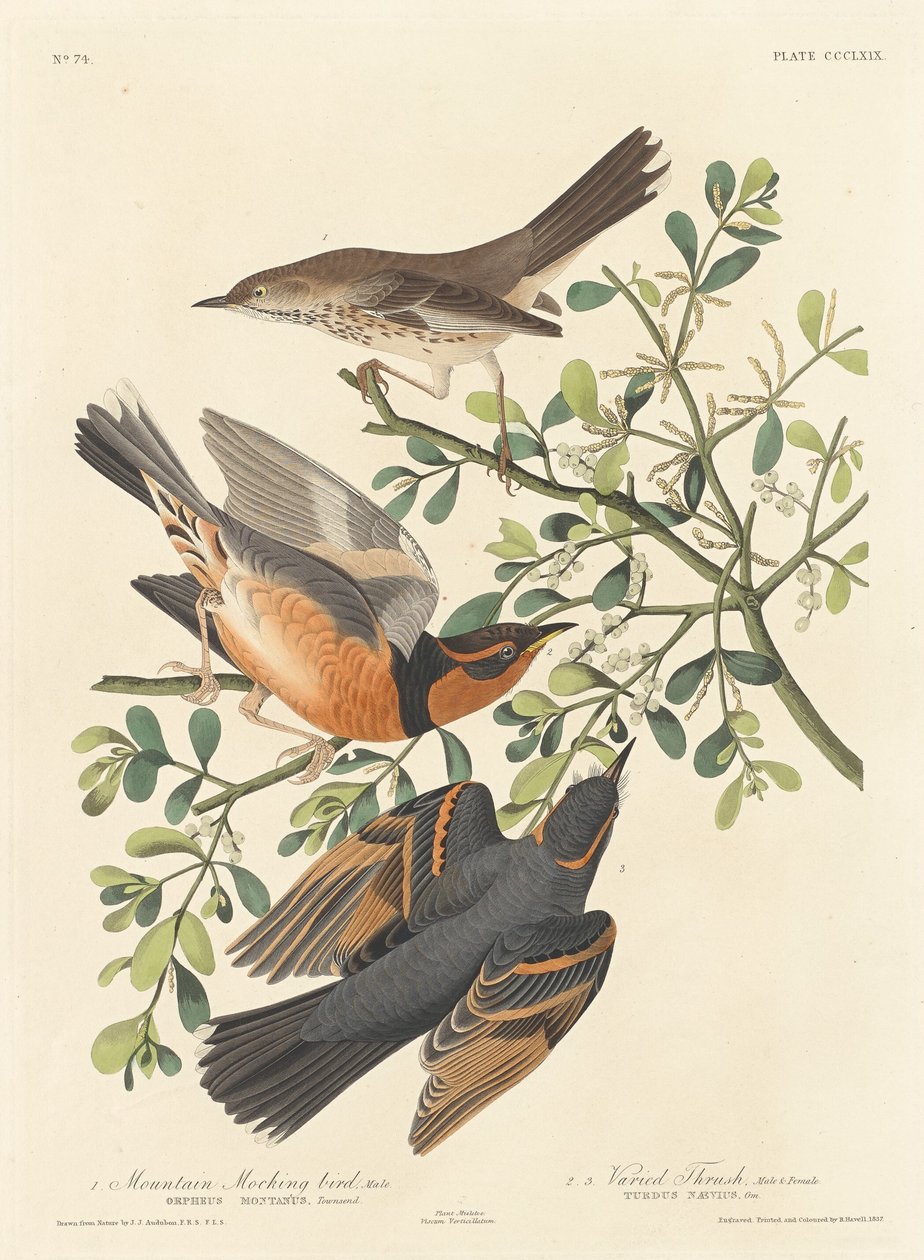 Fjellspottfugl og variert trost, 1837. av Robert Havell