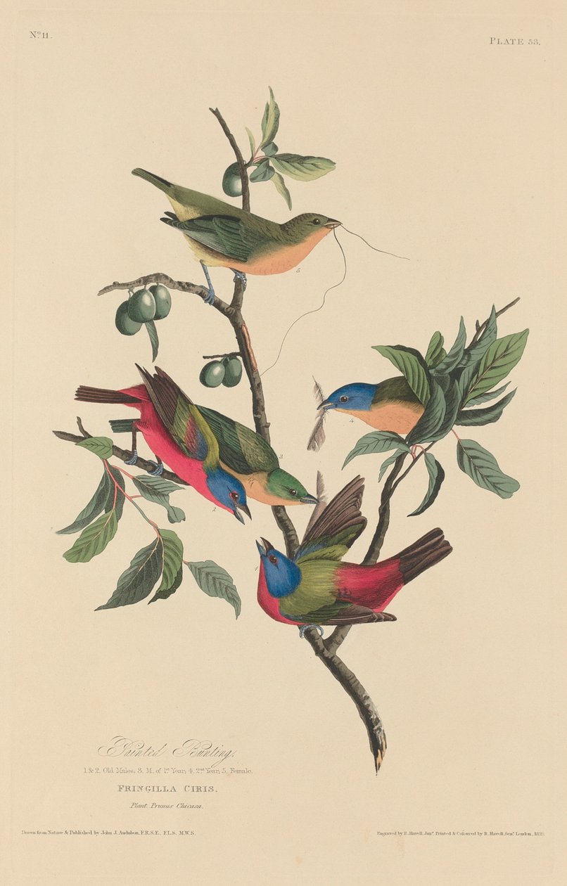 Malt spurve, 1829. av Robert Havell