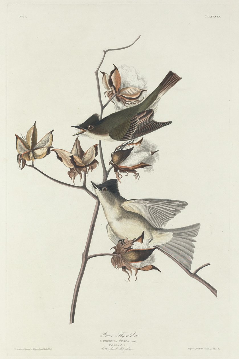 Pewit Fluesnapper, 1831. av Robert Havell