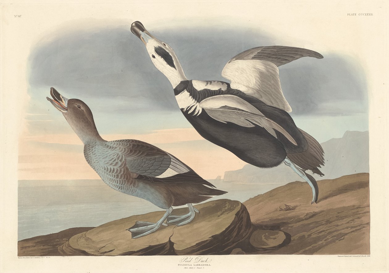 Pied Duck, 1836. av Robert Havell