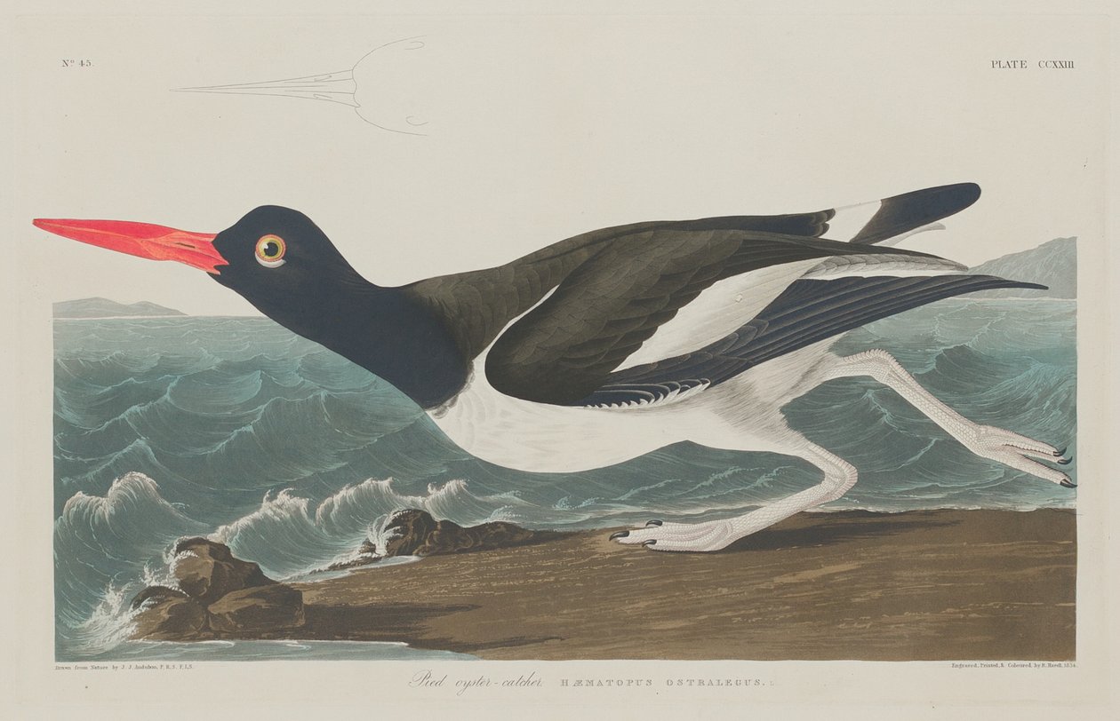 Pied Oyster-Catcher, 1834. av Robert Havell