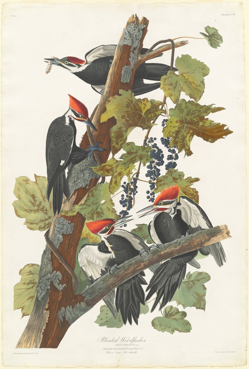 Pilet spett, 1831. av Robert Havell
