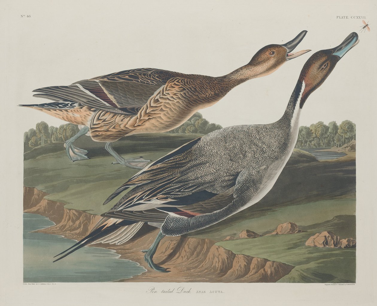 Pin-tailed Duck, 1834. av Robert Havell