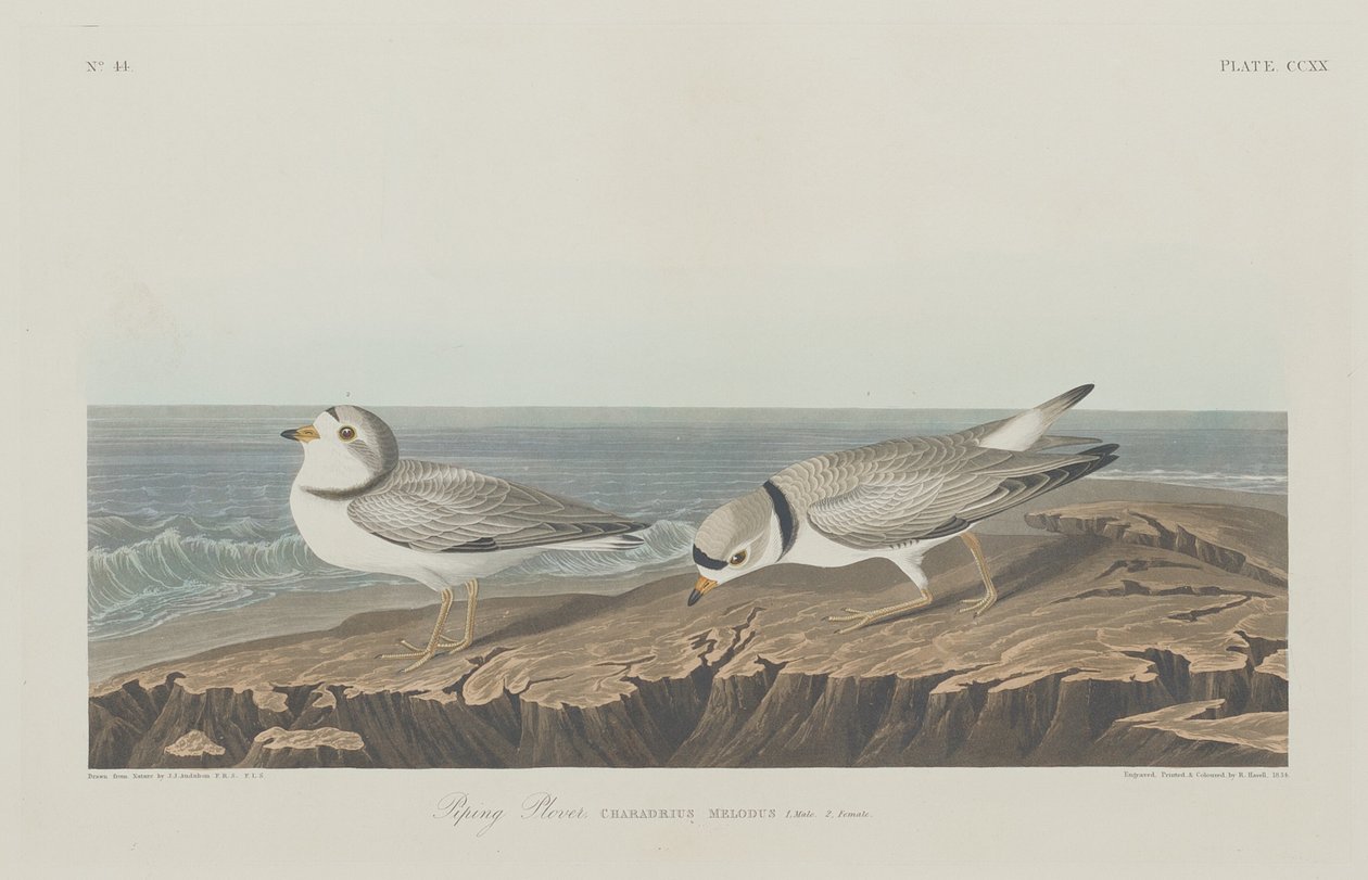 Piping Plover, 1834. av Robert Havell