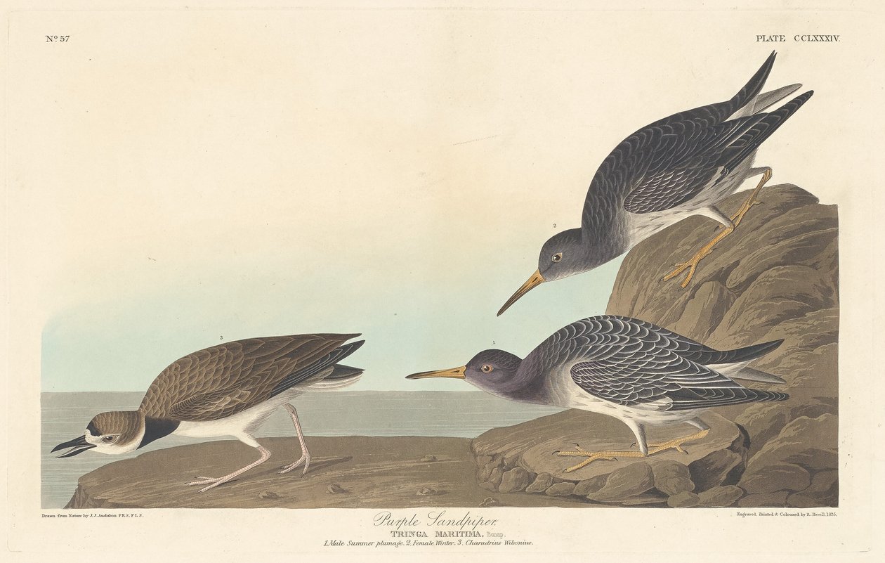 Lilla Sandpiper, 1835. av Robert Havell