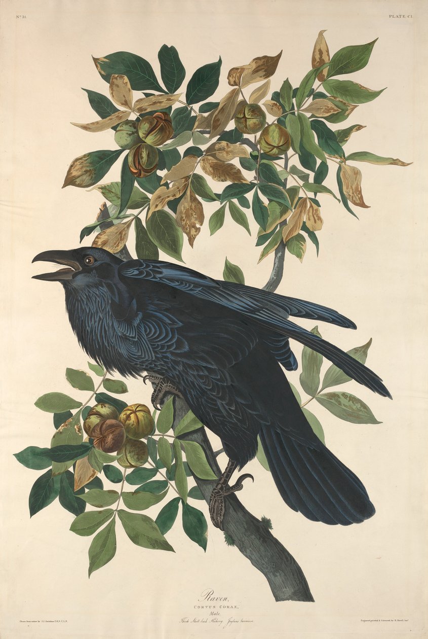 Ravn, 1831. av Robert Havell