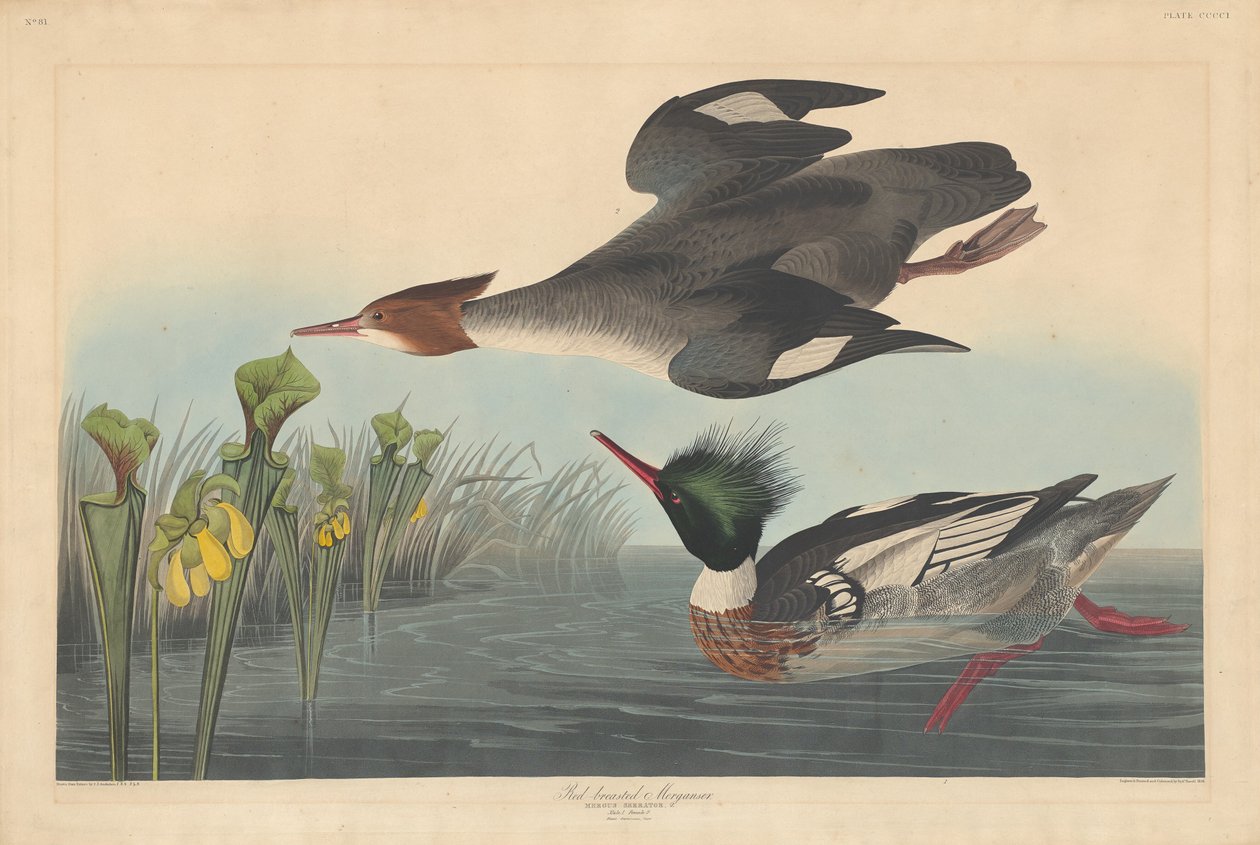 Rødbryst Merganser, 1838. av Robert Havell