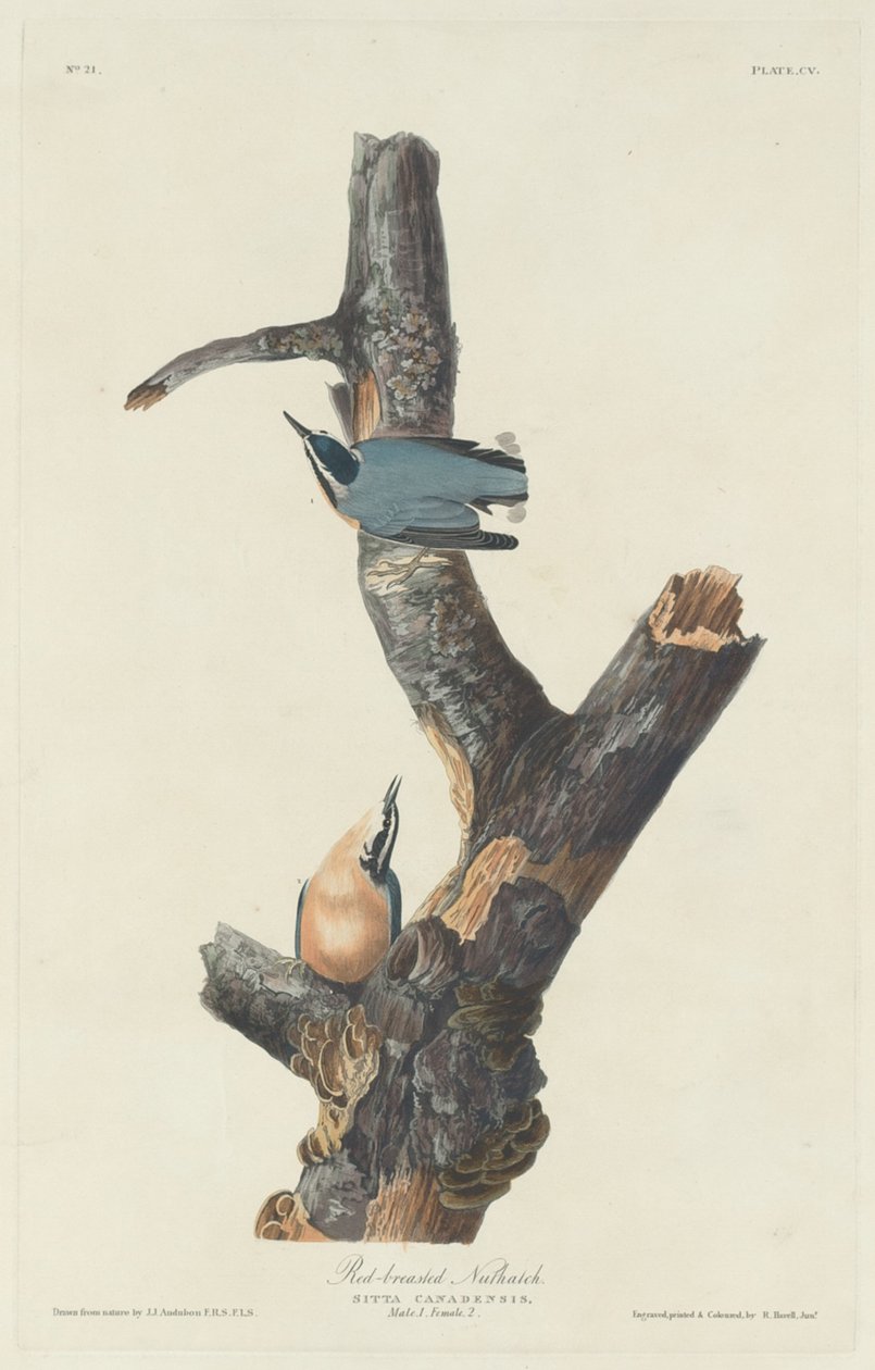 Rødbrystet nøttetre, 1831. av Robert Havell