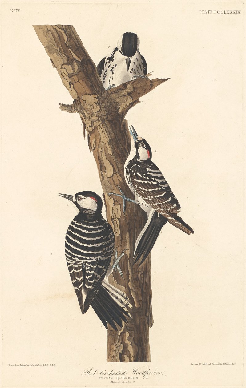 Rød-cockaded spett, 1837. av Robert Havell