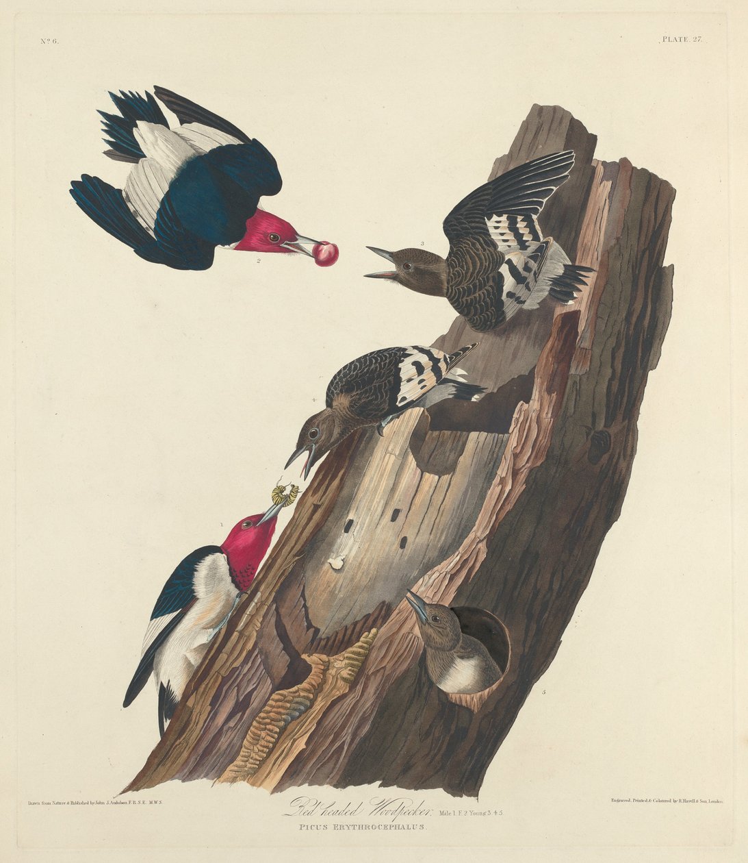 Rødhodet spett, 1828. av Robert Havell