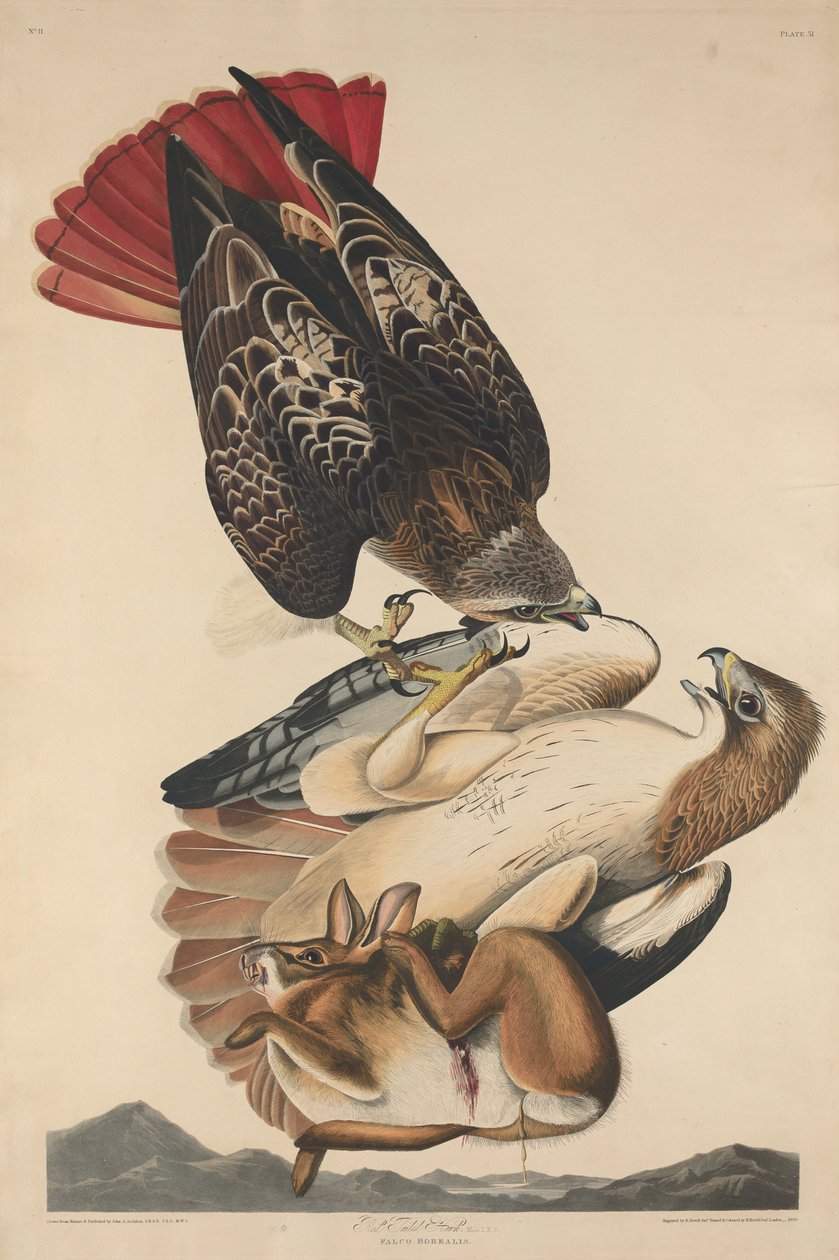 Red Tailed Hawk, 1829. av Robert Havell
