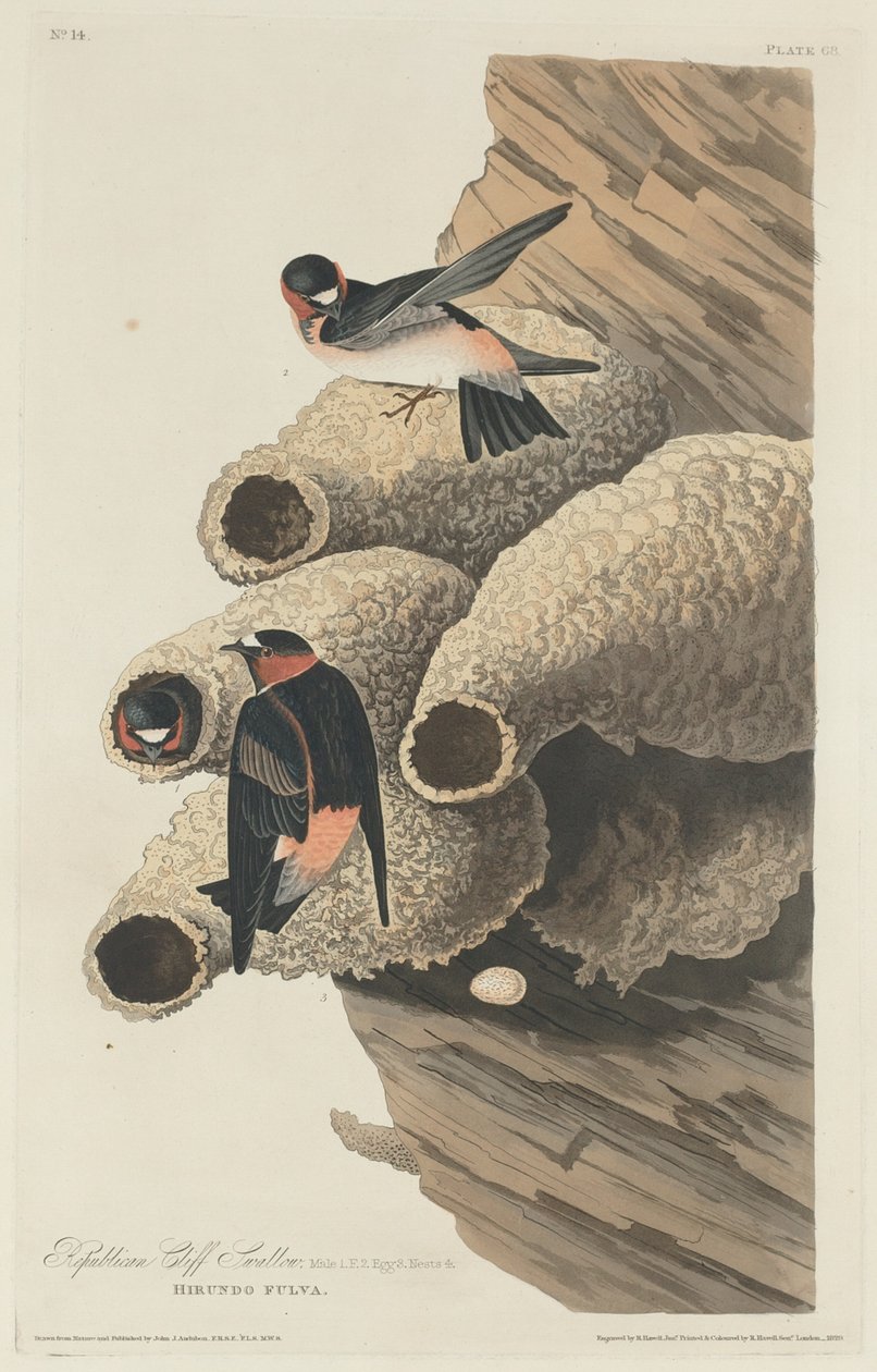 Republikansk Cliff Swallow, 1829. av Robert Havell