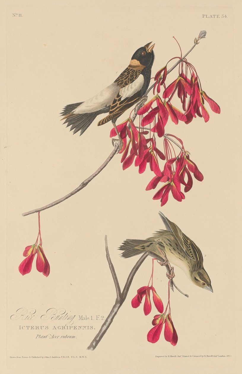 Risspurv, 1829. av Robert Havell
