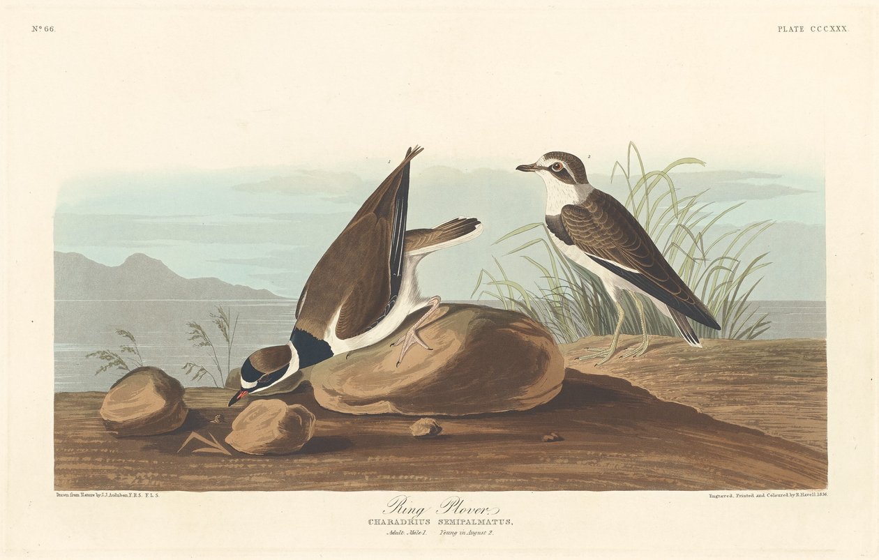 Ringpløver, 1836. av Robert Havell