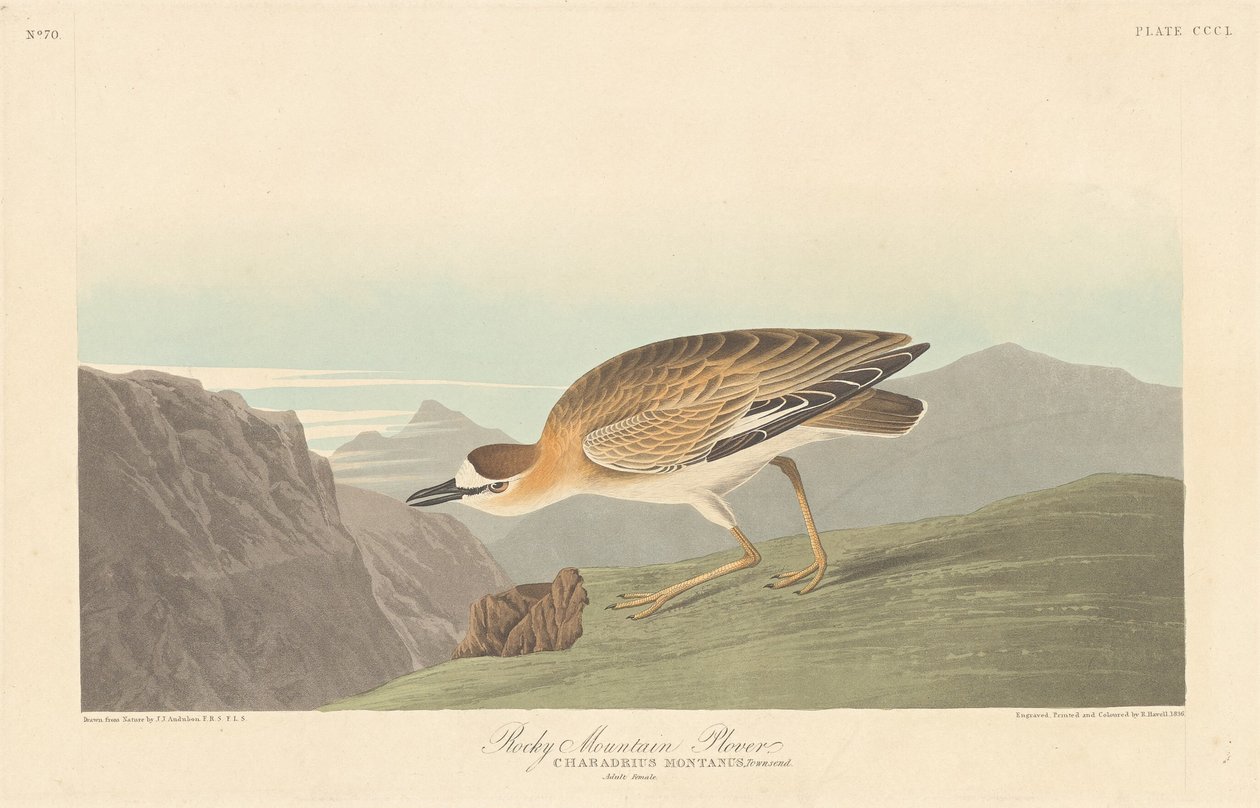 Rocky Mountain Plover, 1836. av Robert Havell