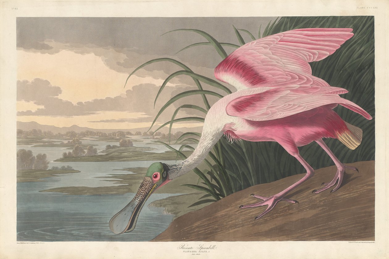 Roseate skestork, 1836. av Robert Havell