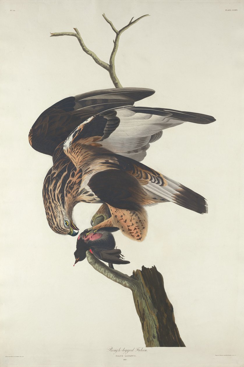 Rough-legged Falcon, 1833. av Robert Havell