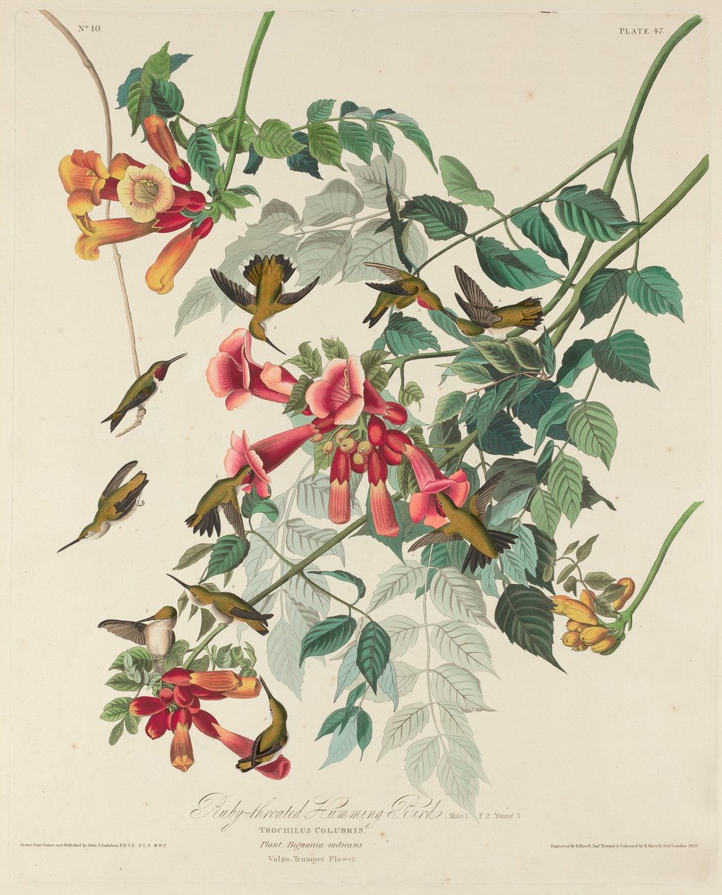 Ruby-throated Humming Bird, 1828. av Robert Havell