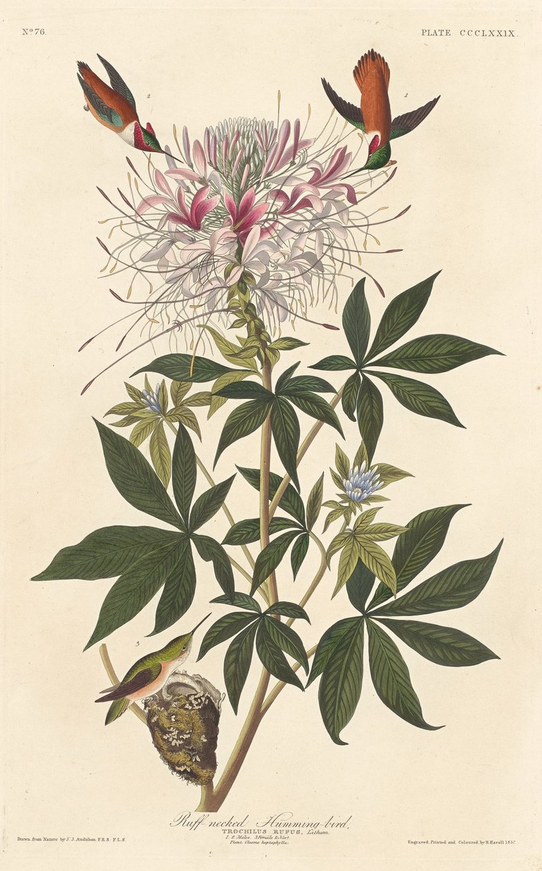 Ruffnakket kolibri, 1837. av Robert Havell