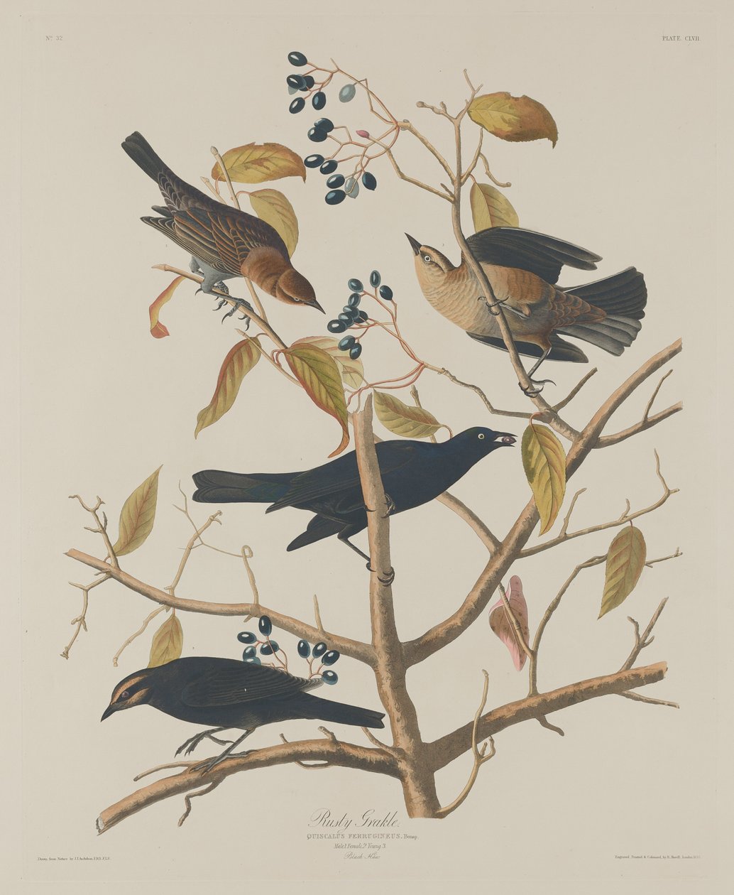 Rusty Grakle, 1833. av Robert Havell