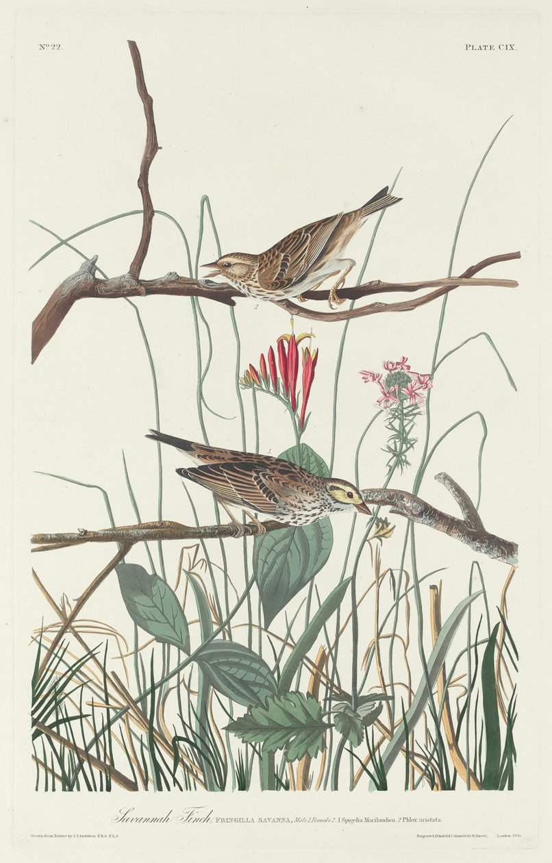 Savannah Finch, 1831. av Robert Havell