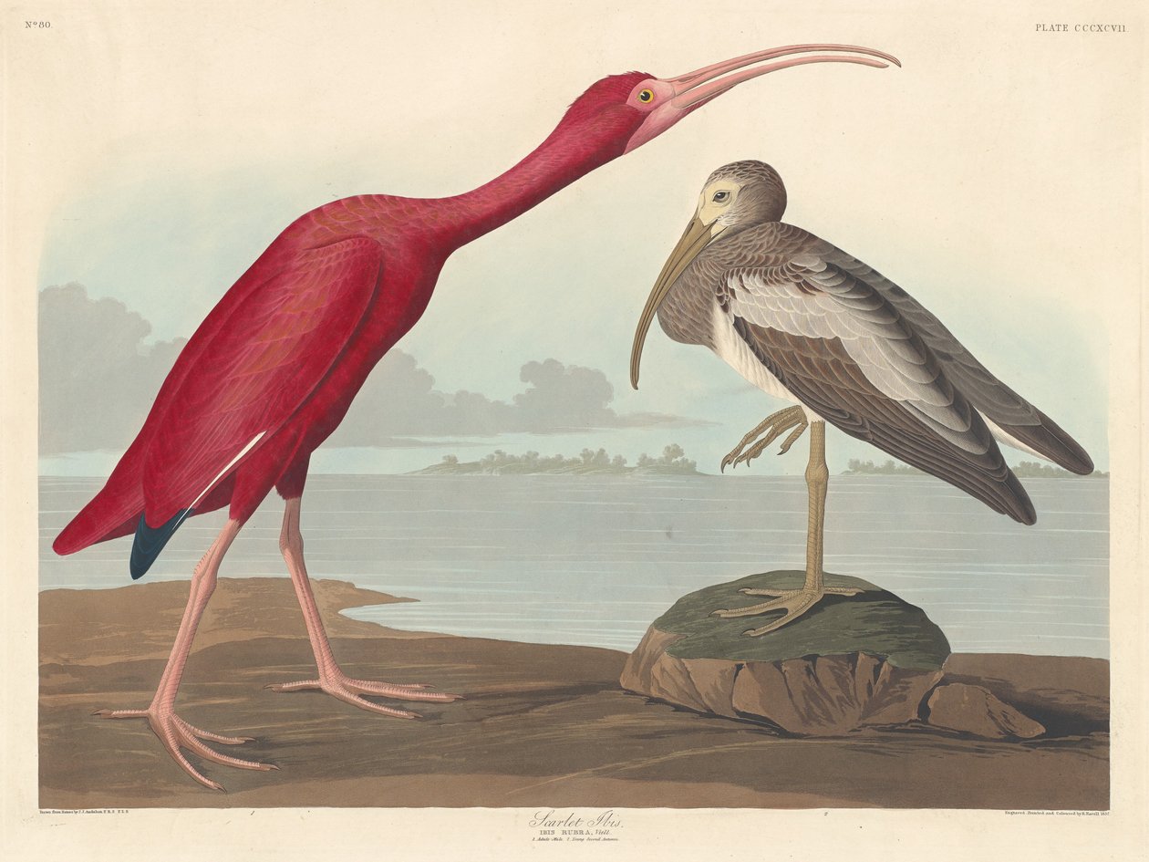 Scarlet Ibis, 1837. av Robert Havell