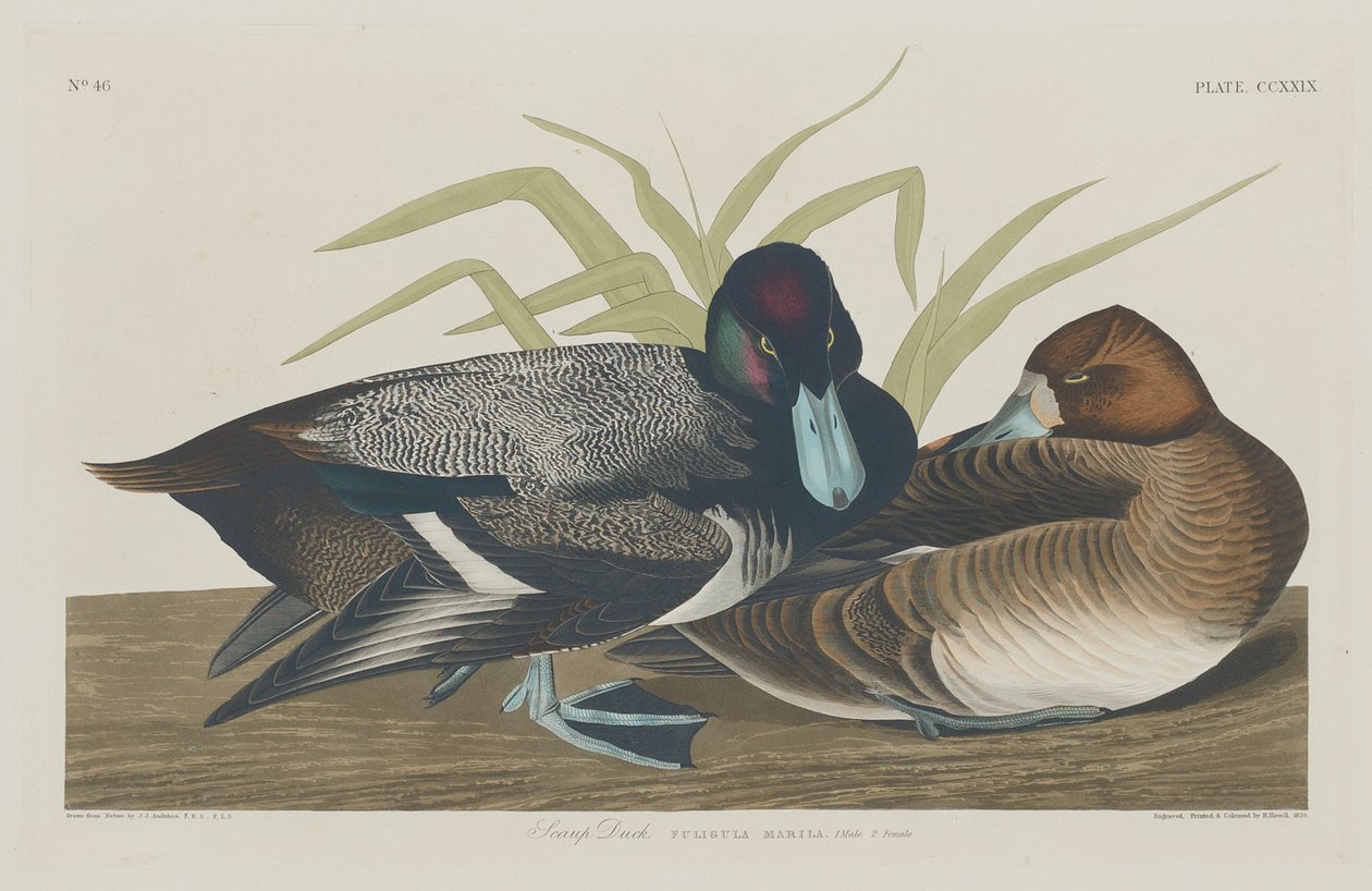 Scaup Duck, 1834. av Robert Havell
