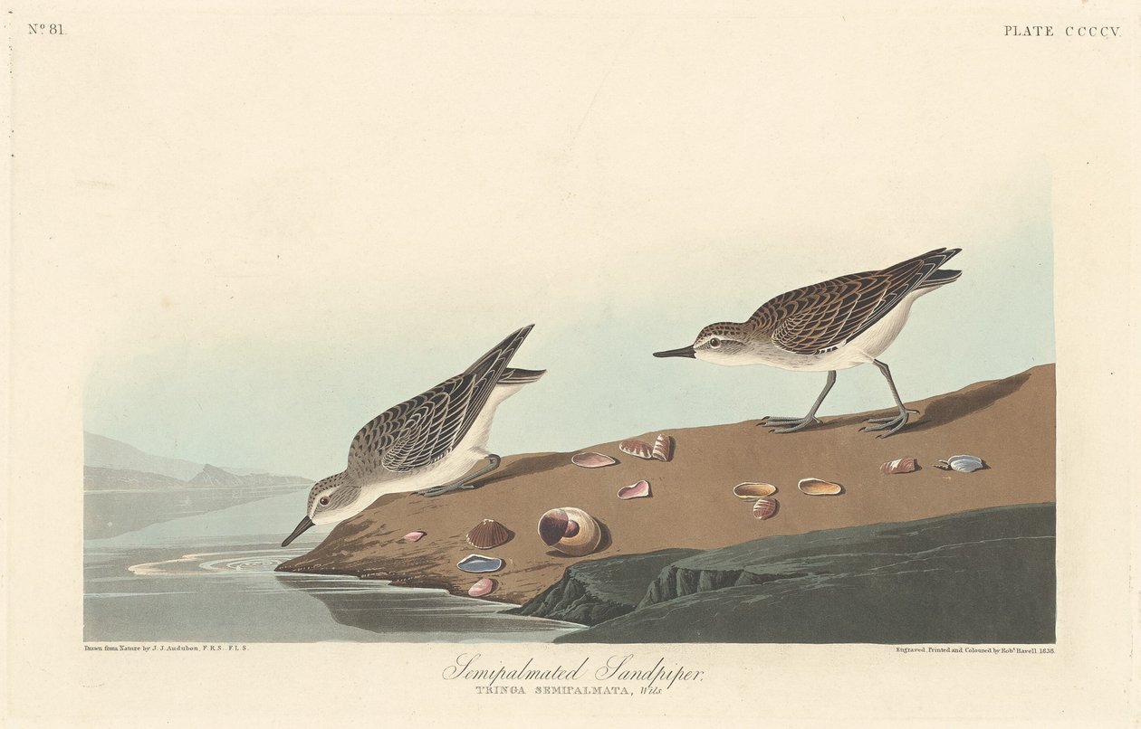 Halvpalmatisert sandpiper, 1838. av Robert Havell