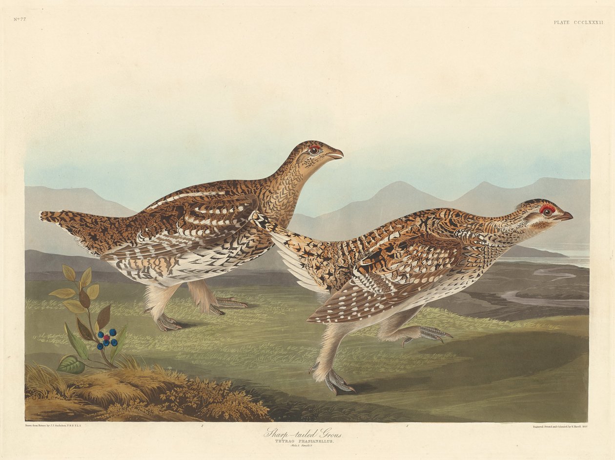 Sharptailed Grous, 1837. av Robert Havell