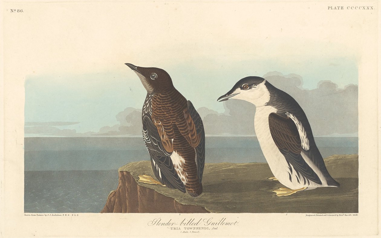 Slanknebb lomvi, 1838. av Robert Havell