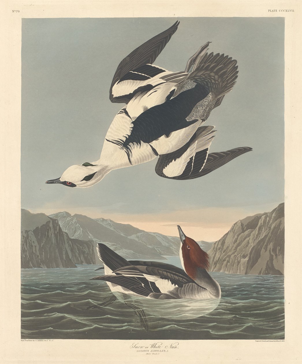 Smew eller hvit nonne, 1836. av Robert Havell