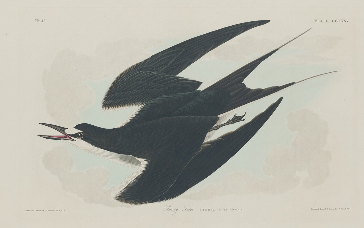 Sooty Tern, 1834. av Robert Havell