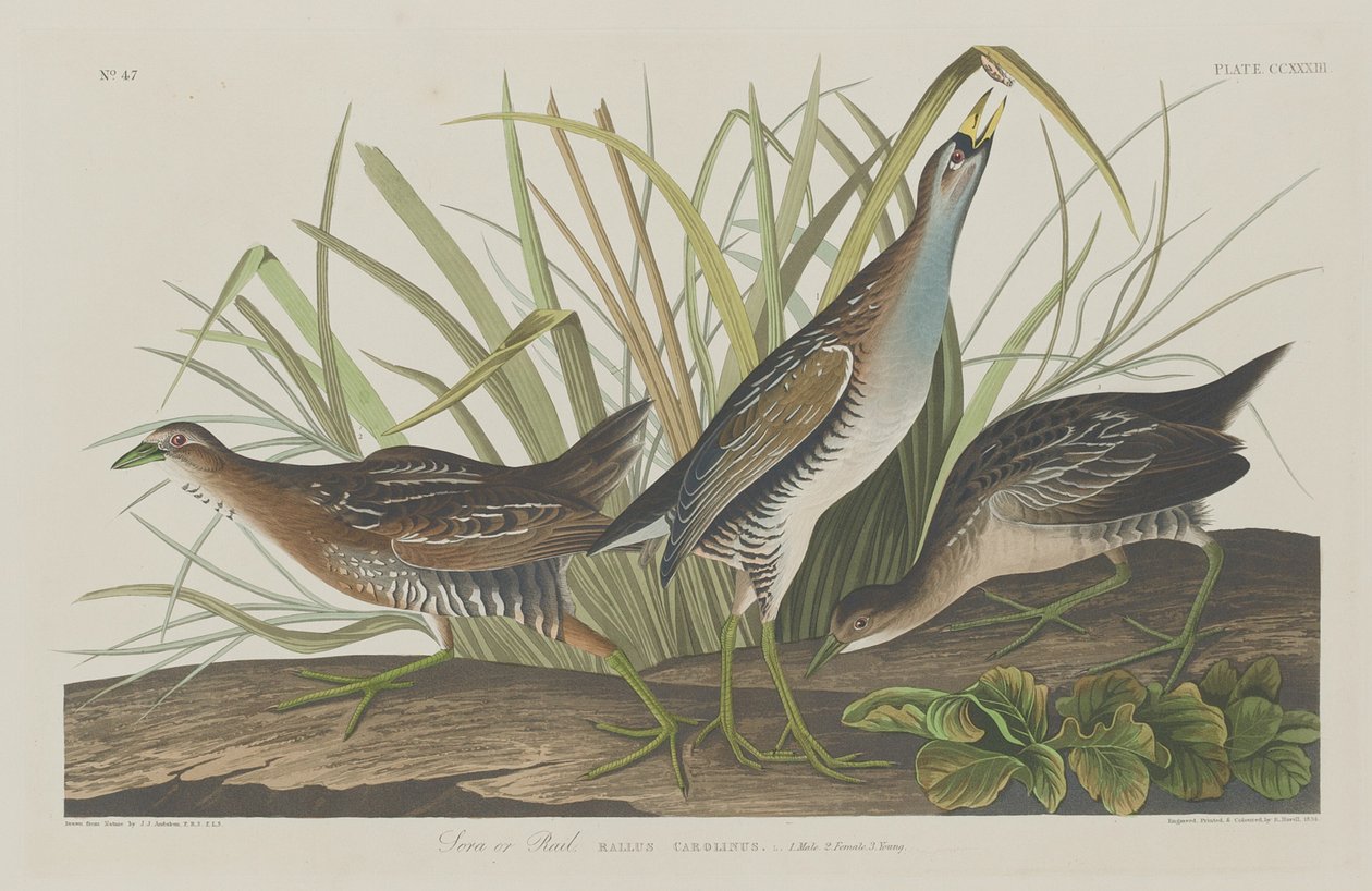 Sora eller jernbane, 1834. av Robert Havell