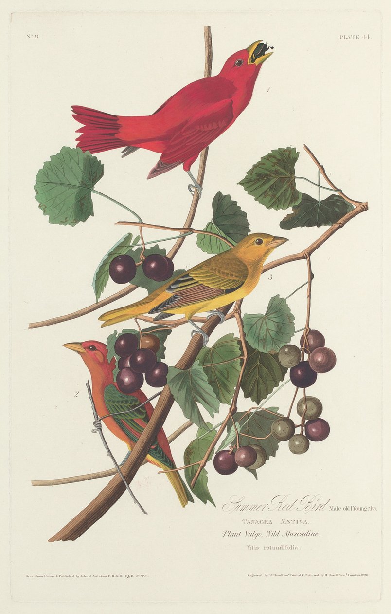 Sommerrød fugl, 1828. av Robert Havell