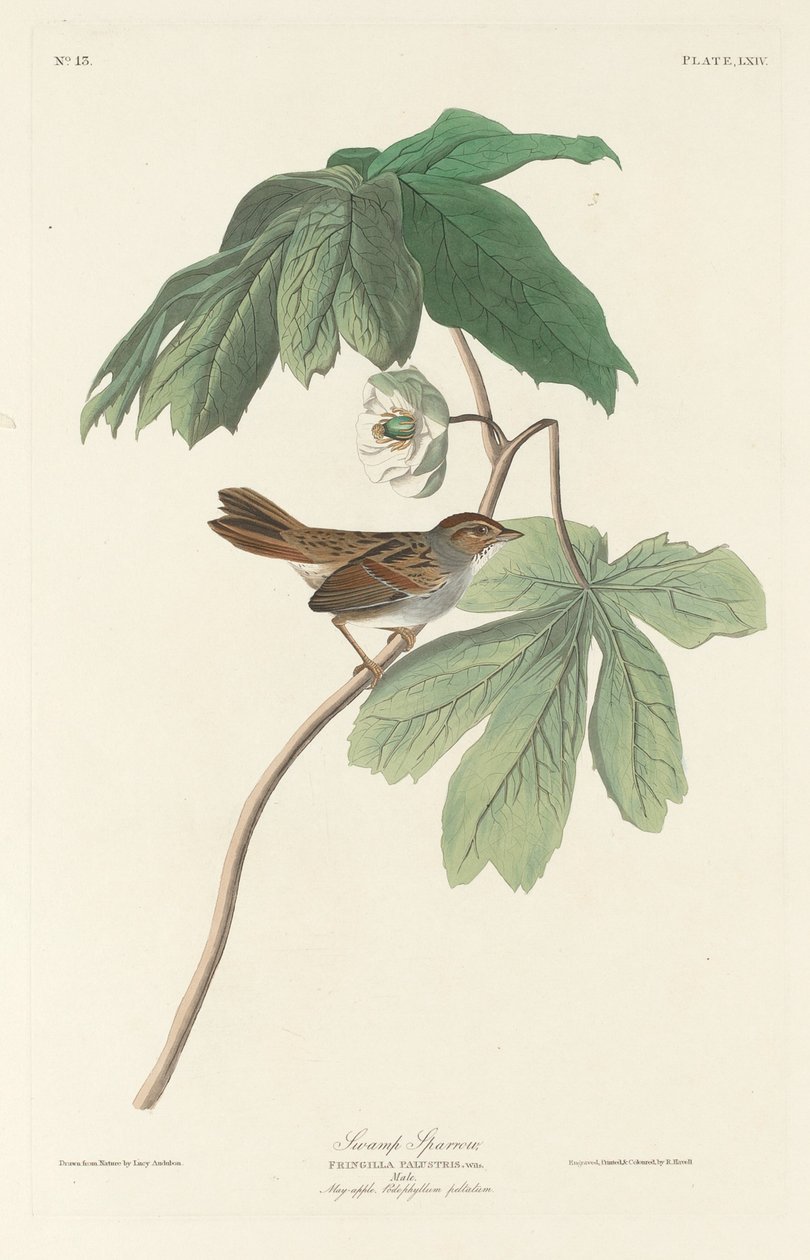 Sumpspurv, 1829. av Robert Havell