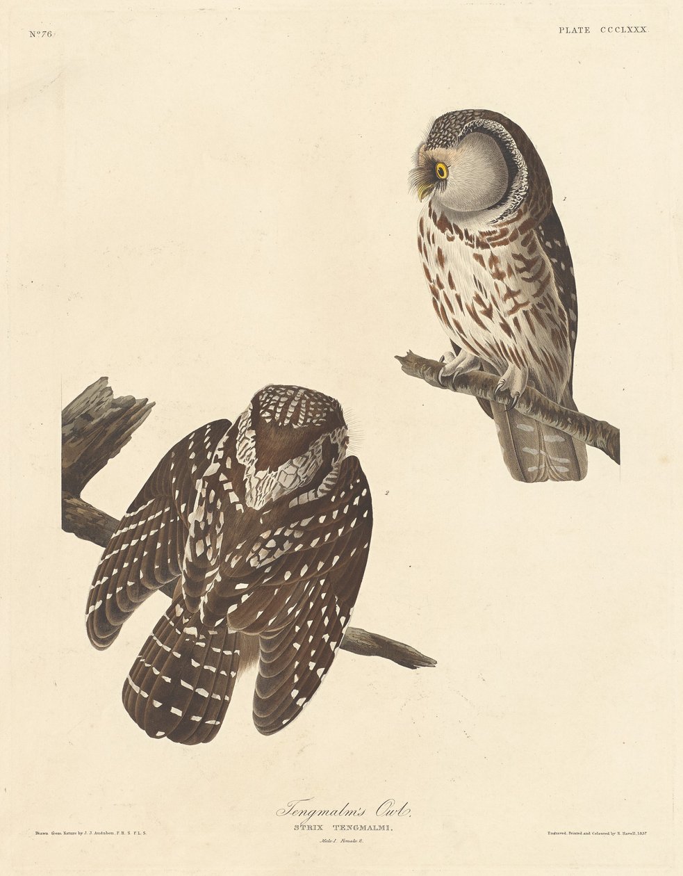 Tengmalms ugle, 1837. av Robert Havell